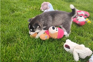 Katya - Siberian Husky for sale