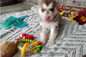 Nole - Siberian Husky for sale