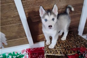 Amelia - Siberian Husky for sale