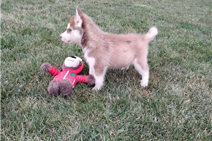 Nole - Siberian Husky for sale