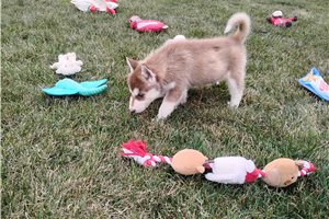 Nole - Siberian Husky for sale