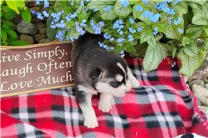 Katya - Siberian Husky for sale