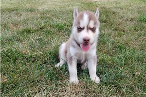 Nick - Siberian Husky for sale