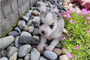 Liliya - Siberian Husky for sale