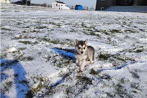 Andrew - Siberian Husky for sale