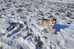 Aiden - Siberian Husky for sale