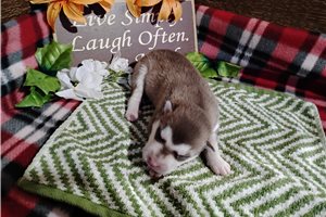 Nole - puppy for sale