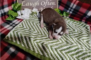 Nick - puppy for sale