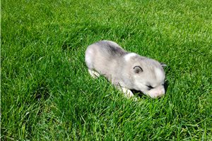 Liliya - Siberian Husky for sale