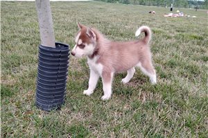 Nick - Siberian Husky for sale