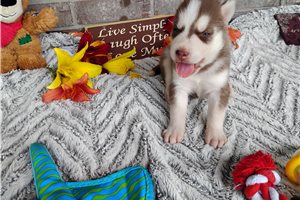 Nick - Siberian Husky for sale