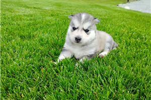 Ivan - Siberian Husky for sale