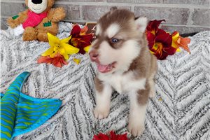 Nathaniel - Siberian Husky for sale