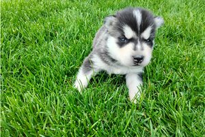 Nikolai - Siberian Husky for sale