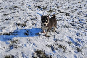 Asher - Siberian Husky for sale