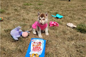 Nole - Siberian Husky for sale