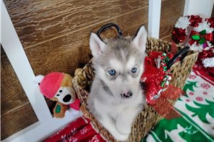Aria - Siberian Husky for sale
