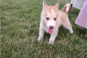 Nancy - Siberian Husky for sale