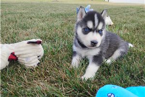Nigel - Siberian Husky for sale