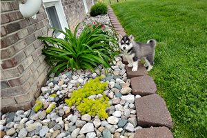 Katya - Siberian Husky for sale