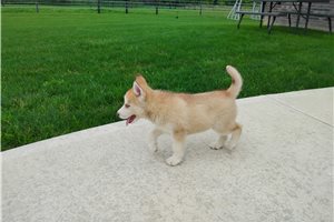 Nancy - Siberian Husky for sale