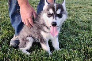 Katya - Siberian Husky for sale