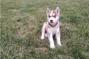 Nick - Siberian Husky for sale