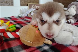 Nole - Siberian Husky for sale