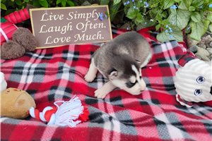 Kesha - Siberian Husky for sale