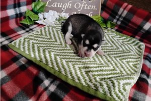 Nyla - puppy for sale