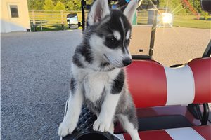 Katya - Siberian Husky for sale