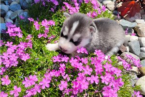 Kesha - Siberian Husky for sale