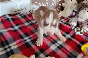 Nick - Siberian Husky for sale