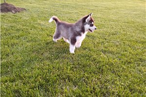 Katya - Siberian Husky for sale