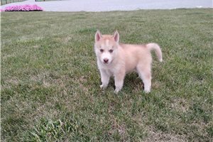 Nancy - Siberian Husky for sale