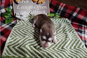 Nathaniel - Siberian Husky for sale