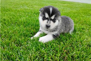 Nikolai - Siberian Husky for sale