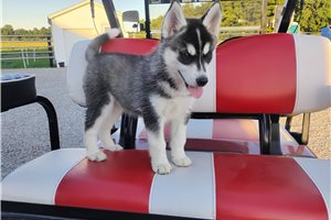 Katya - Siberian Husky for sale