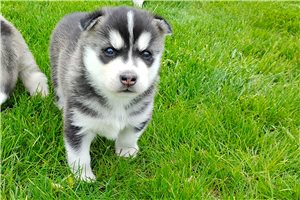 Katya - Siberian Husky for sale