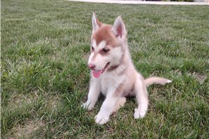 Nole - Siberian Husky for sale