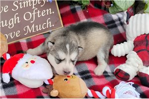 Ivan - Siberian Husky for sale