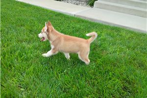 Nole - Siberian Husky for sale