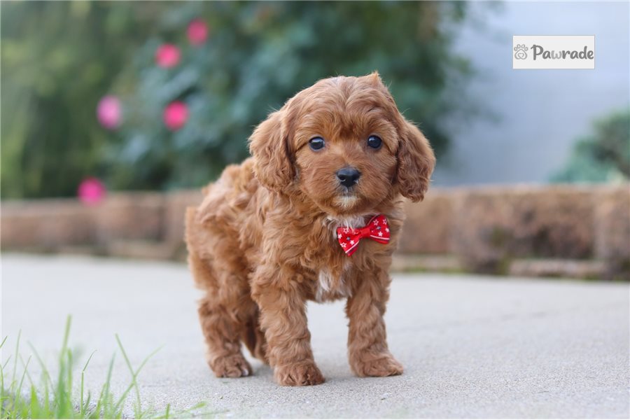 Lucas - Cavapoo for sale