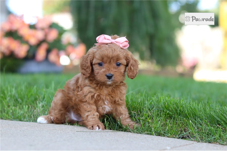 Lydia - Cavapoo for sale