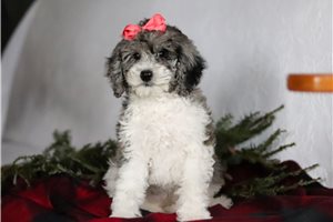 Natalie - Bich-Poo - Bichpoo for sale