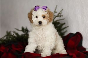 Naralee - Bich-Poo - Bichpoo for sale