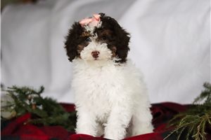 Natoya - Bich-Poo - Bichpoo for sale