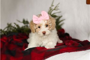 Naomi - Bich-Poo - Bichpoo for sale