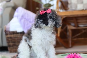 Natasha - Bich-Poo - Bichpoo for sale