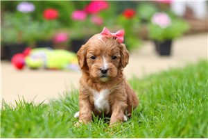Poppy - puppy for sale